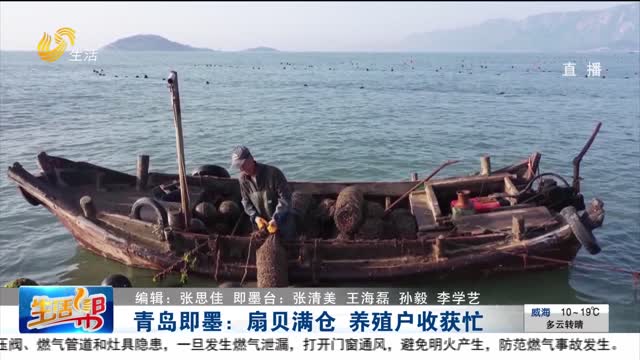 青岛即墨：扇贝满仓 养殖户收货忙