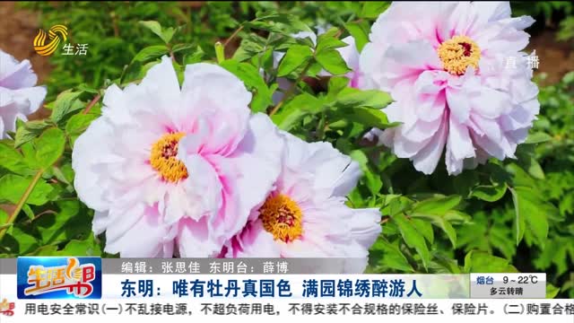 东明：唯有牡丹真国色 满园锦绣醉游人