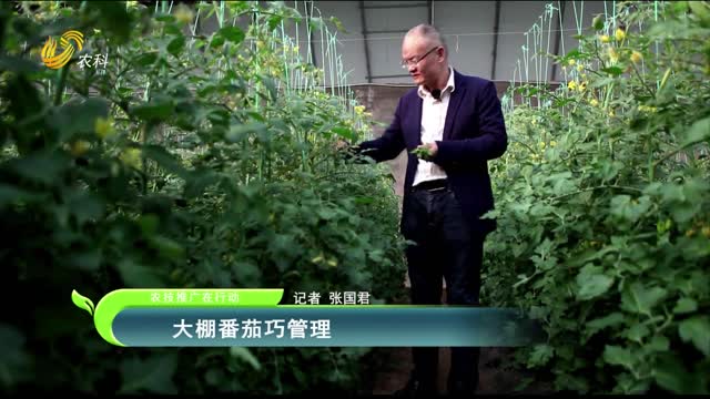 【農技推廣在行動】大棚番茄巧管理