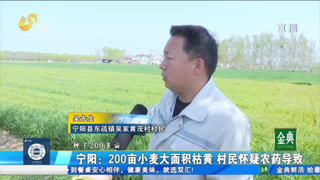 宁阳：小麦大面积枯黄减产 种植户怀疑农药有问题