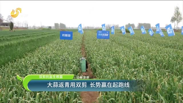 【雙剪抗鹽生根菌】大蒜返青用雙剪 長勢贏在起跑線