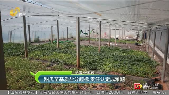 甜瓜苗基質鹽分超標 責任認定成難題