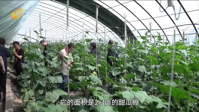 “萬棚煥新計劃”賦能北方設施蔬菜新發展