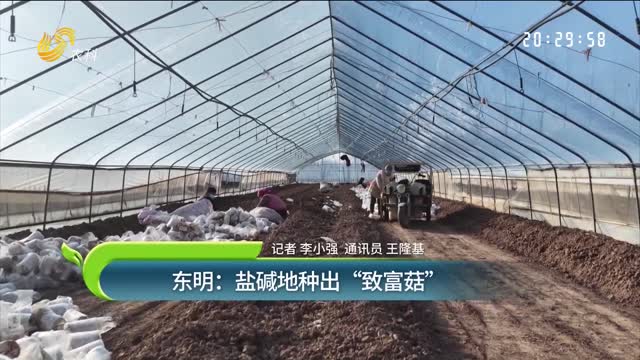 東明：鹽堿地種出“致富菇”