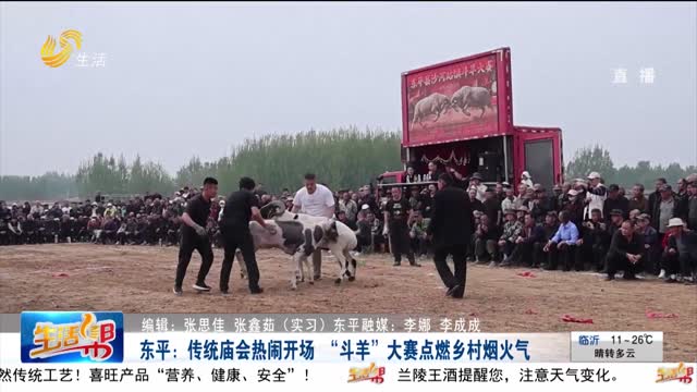 东平：传统庙会热闹开场 “斗羊”大赛点燃乡村烟火气