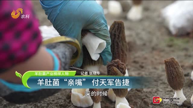 【羊肚菌产业榜样人物】羊肚菌“亲嘴” 付天军告捷