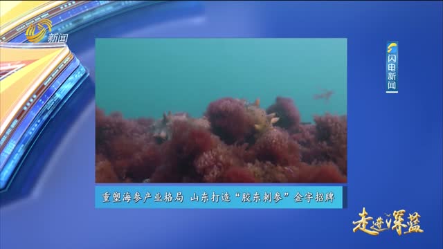20260418《走进深蓝》：重塑海参产业格局 山东打造“胶东刺参”金字招牌