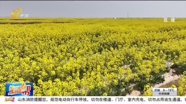 东营利津：油菜花开春意浓 金色田园入画来
