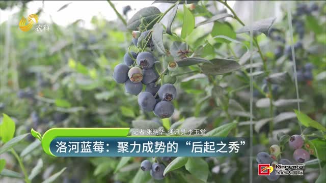 洛河蓝莓：聚力成势的“后起之秀”