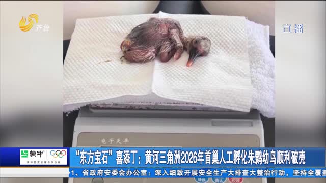 “东方宝石”喜添丁：黄河三角洲2026年首巢人工孵化朱鹮幼鸟顺利破壳