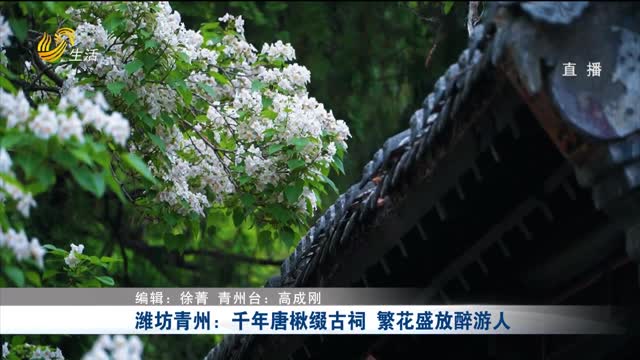 潍坊青州：千年唐楸缀古祠 繁花盛放醉游人