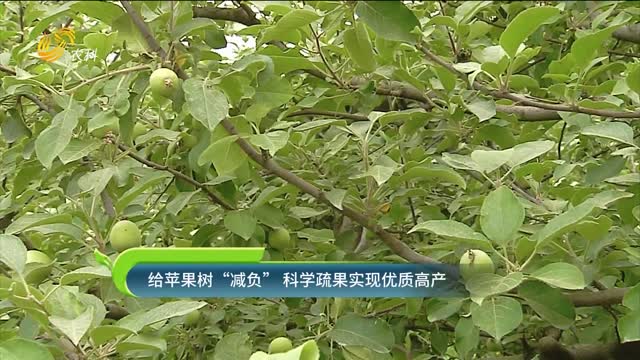 给苹果树“减负” 科学疏果实现优质高产