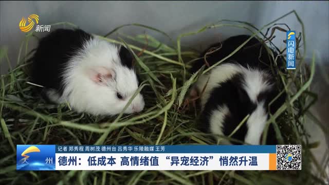 德州：低成本 高情绪值 “异宠经济”悄然升温