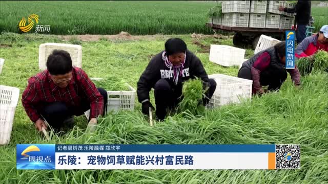 乐陵：宠物饲草赋能兴村富民路