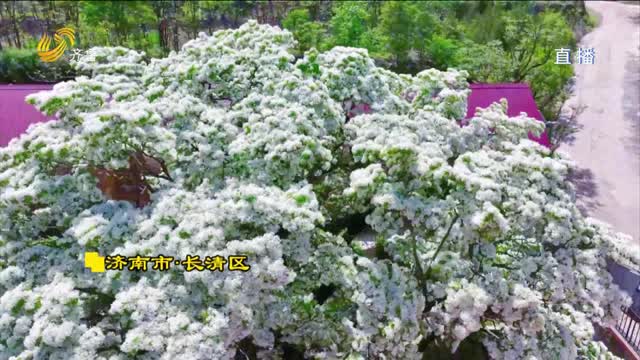 大美齐鲁：济南长清——千年流苏如雪如诗