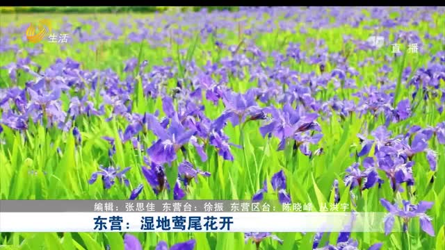 东营：湿地莺尾花开