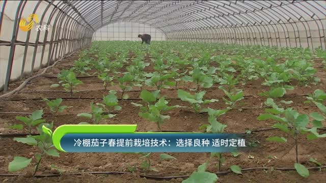 冷棚茄子春提前栽培技术：选择良种 适时定植