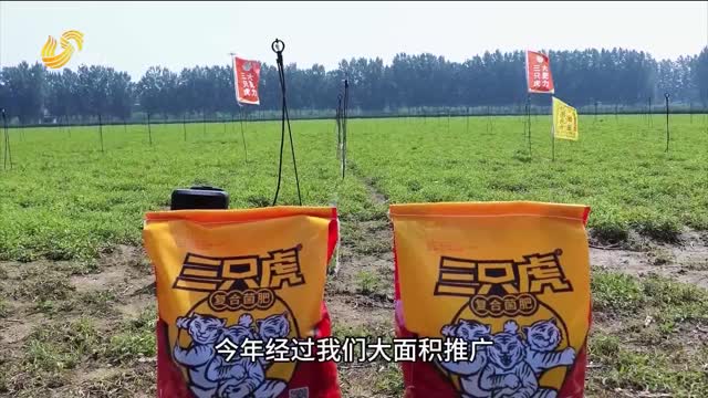 河南尉氏：元胡用了“三只虎” 长势好 产量高