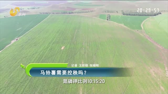 马铃薯需要控秧吗？
