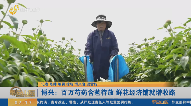 博兴：百万芍药含苞待放 鲜花经济铺就增收路