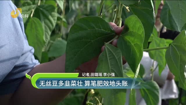 韭菜高挑芸豆壮 算笔肥效地头账