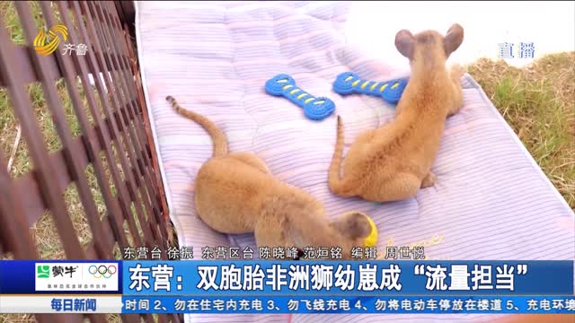 东营：双胞胎非洲狮幼崽成“流量担当”