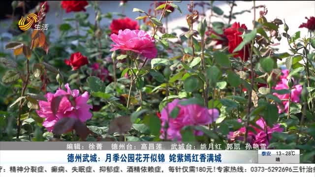 德州武城:月季公园花开似锦 姹紫嫣红香满城