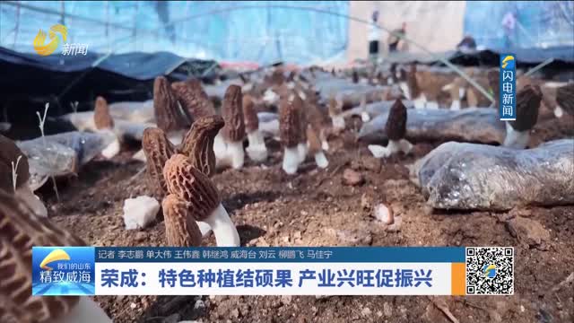 荣成：特色种植结硕果 产业兴旺促振兴