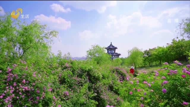 潍坊青州：蔷薇花开 扮靓城市角落