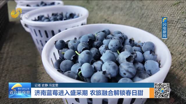 济南蓝莓进入盛采期 农旅融合解锁春日甜