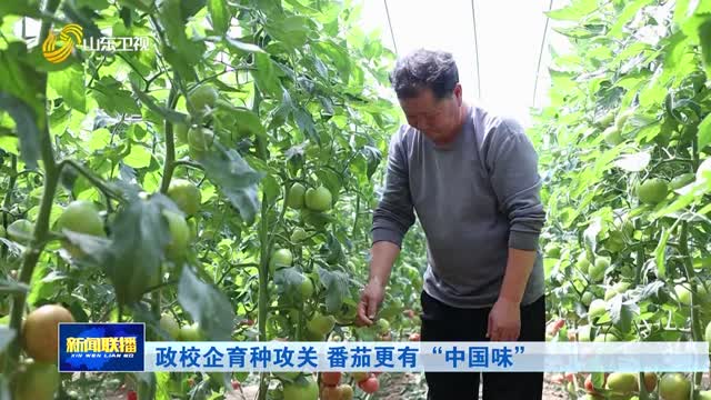 政校企育种攻关 番茄更有“中国味”