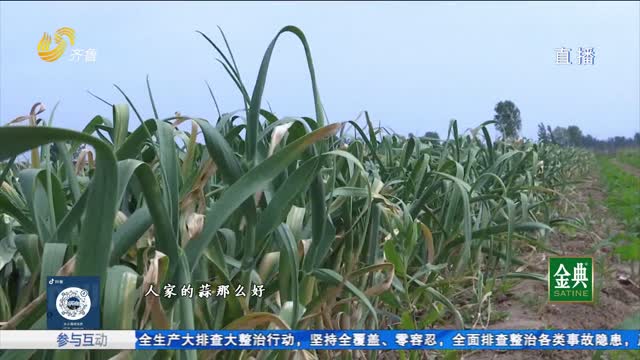 大蒜减产 蒜农怀疑减产与大蒜套餐肥有关？