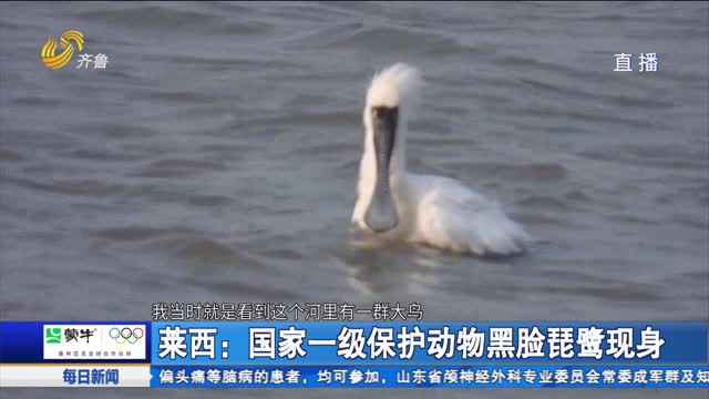 莱西:国家一级保护动物黑脸琵鹭现身