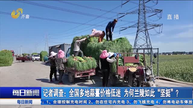 记者调查：全国多地蒜薹价格低迷 为何兰陵如此“坚挺”？