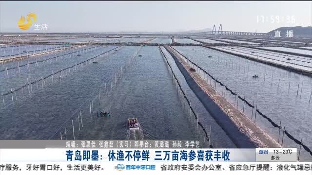 青岛即墨：休渔不停鲜 三万亩海参喜获丰收