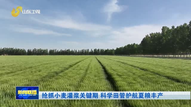 抢抓小麦灌浆关键期 科学田管护航夏粮丰产