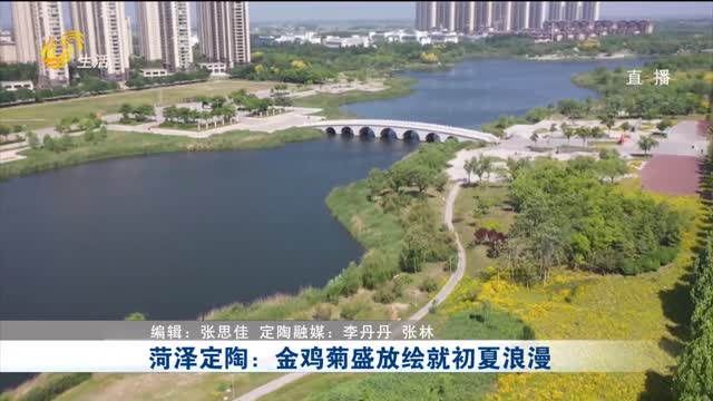 菏泽定陶：金鸡菊盛放绘就初夏浪漫