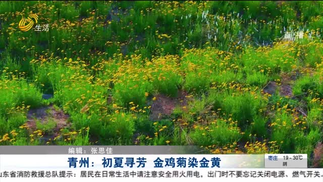 青州：初夏寻芳 金鸡菊染金黄