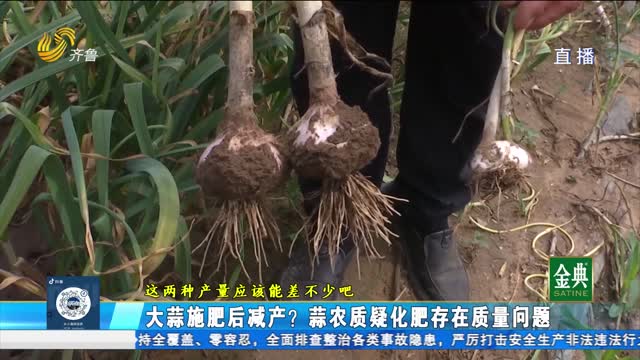 大蒜施肥后减产？蒜农质疑化肥存在质量问题
