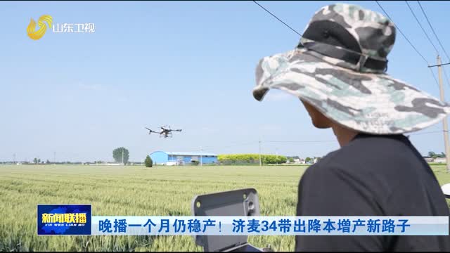 晚播一个月仍稳产！济麦34带出降本增产新路子