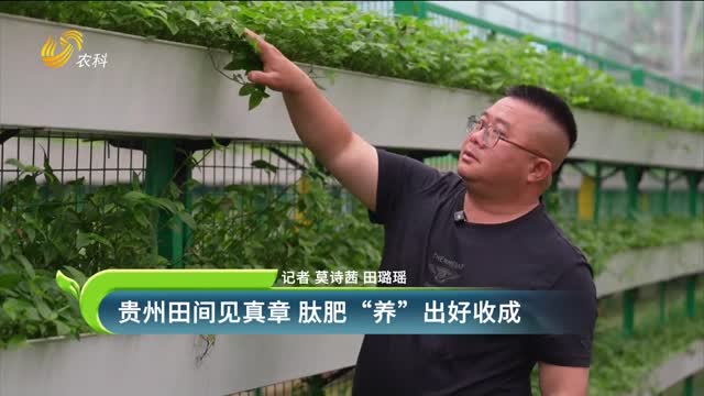 贵州田间见真章 肽肥“养”出好收成