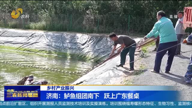 【乡村产业振兴】济南：鲈鱼组团南下 跃上广东餐桌
