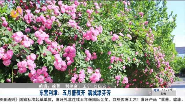东营利津：五月蔷薇开 满城添芬芳