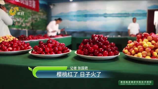 樱桃红了 日子火了