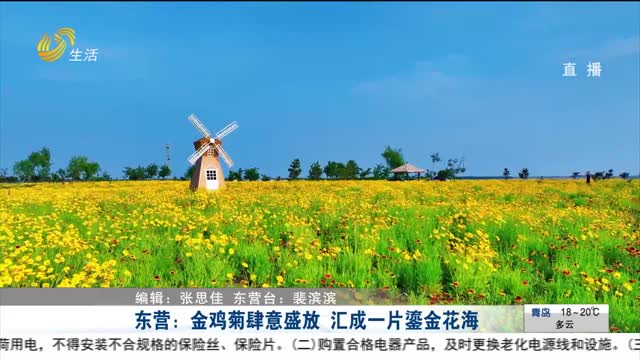 东营：金鸡菊肆意盛放 汇成一片鎏金花海