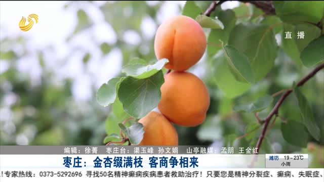 枣庄：金杏缀满枝 客商争相来