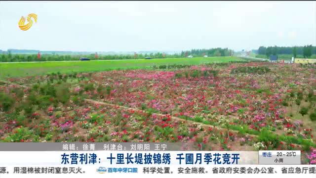 东营利津：十里长堤披锦绣 千圃月季花竞开