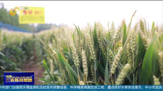 【深入实施种业振兴行动】“鲁研951”已推广540.5万亩 成为全省种植面积第二大小麦品种