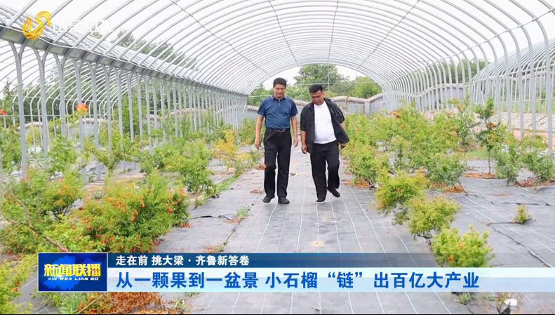 从一颗果到一盆景 小石榴“链”出百亿大产业【走在前 挑大梁·齐鲁新答卷】