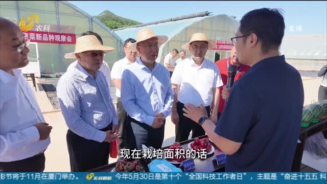 【种业振兴】春季蔬菜新品种观摩 良种引领产业升级